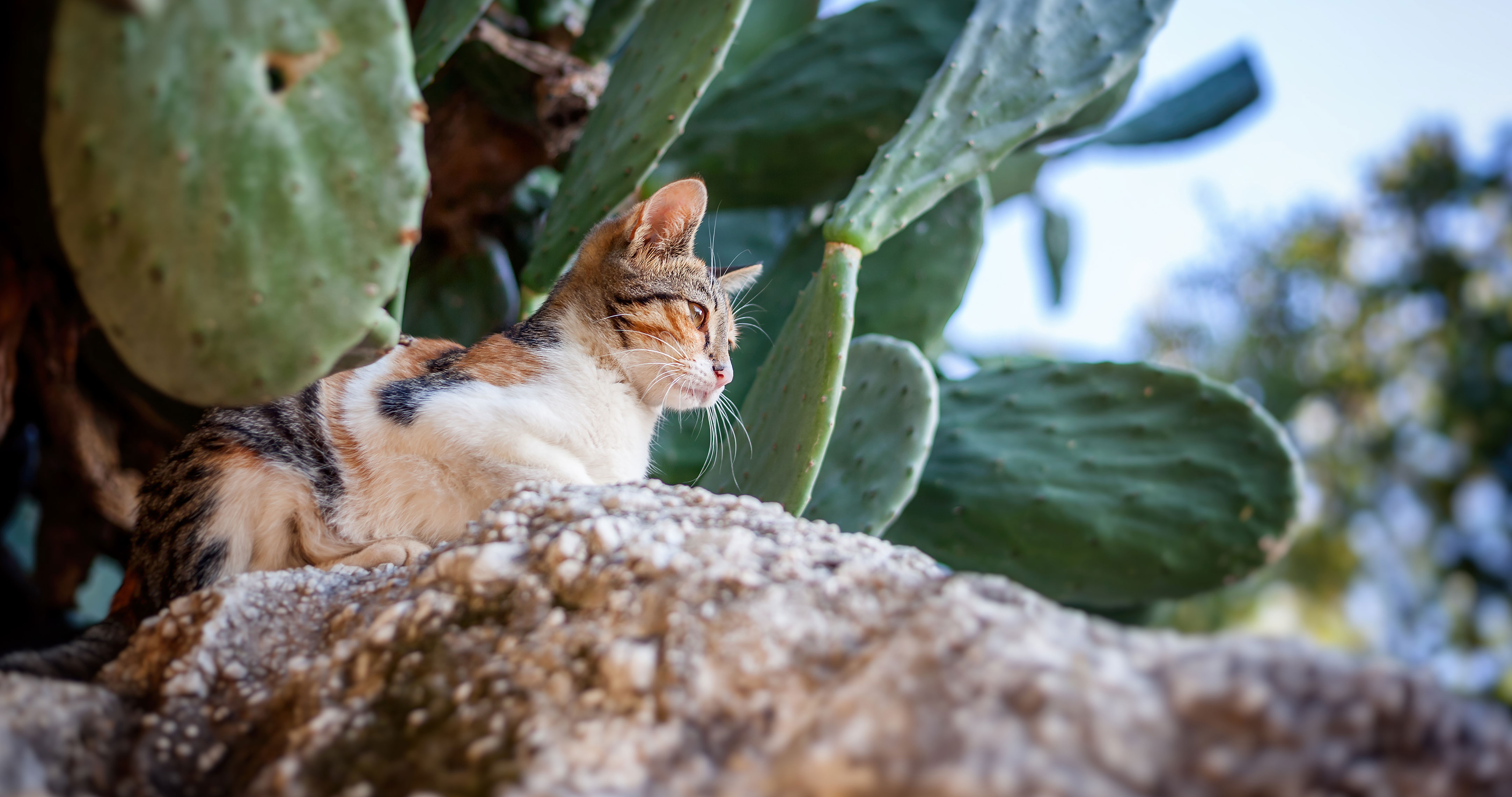 Cat sitting on a rock with cactus around it