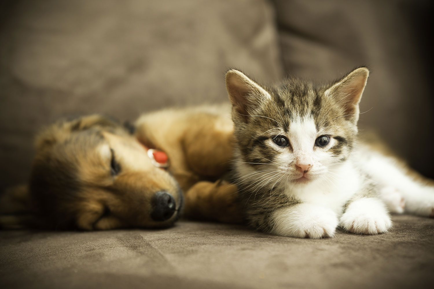 Puppy + Kitten Care