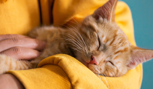 Cat sleeping in arms